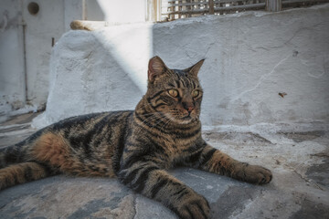 Die Katzen von Paros