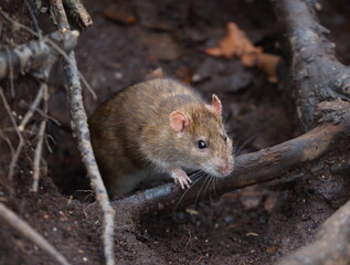 A wild rat crawls out of a hole in the ground under the roots of a tree