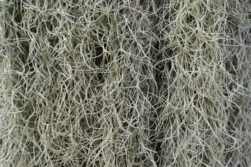 Spanish moss hanging on the wall. Scientific name: Tillandsia usneoides. It is a plant in the pineapple family that has aerial roots and can help purify the air. Background of Tillandsia usneoides
