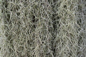 Spanish moss hanging on the wall. Scientific name: Tillandsia usneoides. It is a plant in the pineapple family that has aerial roots and can help purify the air. Background of Tillandsia usneoides
