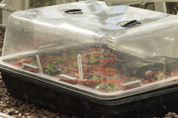 Gardening techniques, taking cuttings of plants in summer