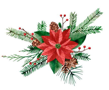 Watercolor hand drawn illustration of Christmas bouquet with Poinsettia flower, pine and fir branches, cones and berries. Isolated on transparent background.