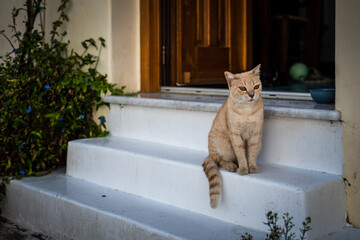 Die Katzen der Insel Paros
