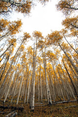 Tall canopy of yellow aspen trees with empty white sky background in a Colorado fall landscape
