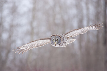 Great Gray Owl taken in northern MN