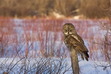 Great Gray Owl taken in northern MN