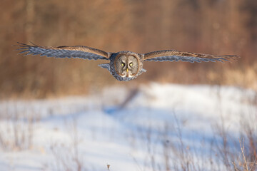 Great Gray Owl taken in northern MN