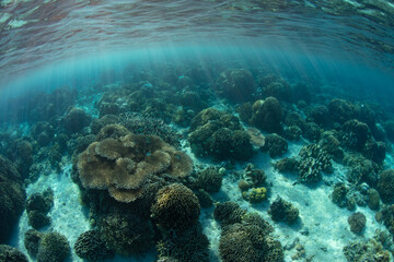 An array of reef-building corals compete for space on a shallow, healthy reef near Komodo, Indonesia. This area is within the Coral Triangle, a region known for its extraordinary marine biodiversity.