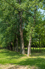 trees in the park