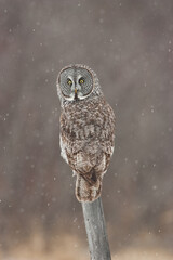 Great Gray Owl taken in northern MN