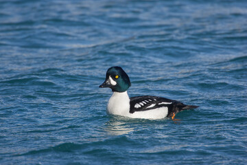 Obraz premium Barrow's Goldeneye male taken in SE Alaska