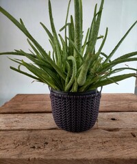 aloe vera plant in a pot on thr table