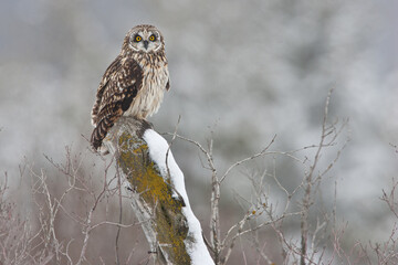 Short-eared Owl taken in southern MN