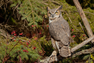 Great Horned Owl taken in central MN under controlled conditions