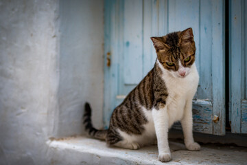 Die Katzen der Insel Paros