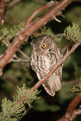 Whiskered Screech-owl taken in SE Arizona