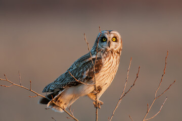 Short-eared Owl taken in southern MN under controlled conditions.