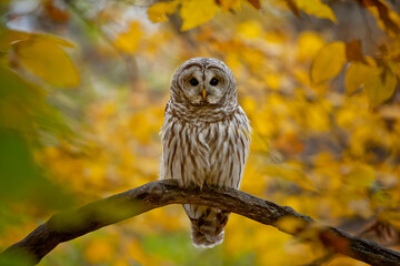 Barred Owl taken in southern MN in the wild