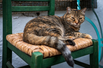 Die Katzen der Insel Paros