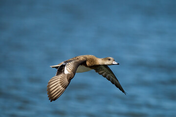 American Wigeon female in flight taken in SE Arizona
