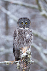 Great Gray Owl taken in Northern MN