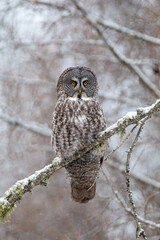 Great Gray Owl taken in Northern MN