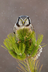 Northern Hawk Owl taken in nortthern MN