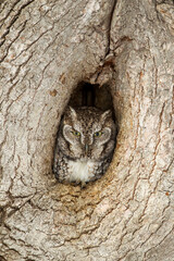 Eastern Screech-owl taken in southern MN