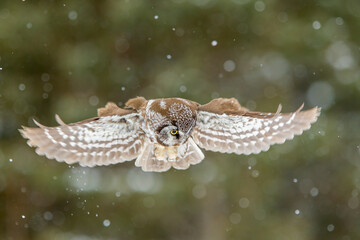 Boreal Owl taken in northern MN