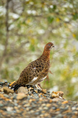 Willow Ptarmigan breeding plumage taken in Denali National Park