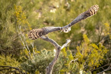 Great Horned Owl taken in southern Arizona
