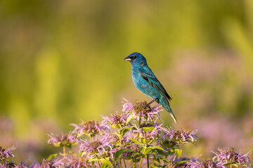 Indigo Bunting adult male taken in southern MN