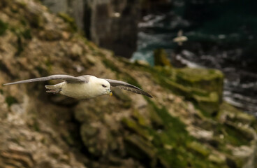 Fulmar