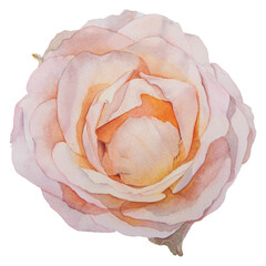 Watercolor hand drawn peach rose isolated on white background. Botanical illustration.