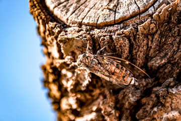 Cigale sur un tronc d'arbre
