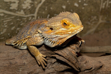 Coastal agama. Pogona barbata. The bearded dragon. A bearded lizard.