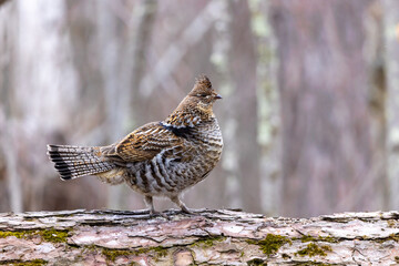 Ruffed Grouse taken in central MN