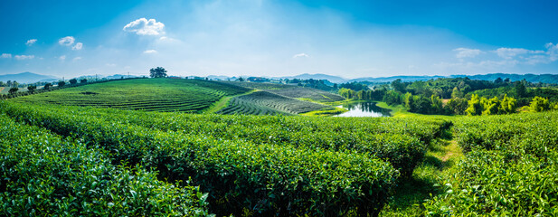 Landscape panorama view of tea plantation at at choui fong farm Chiang Rai, Thailand is Top tourist...