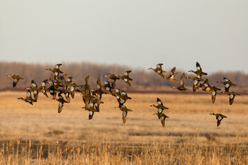 Blue-winged Teal Green-winged Teal flight taken in NW MN