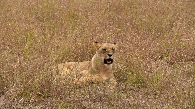Footage of Lion cub playing with lioness  in savannah and angers her. 