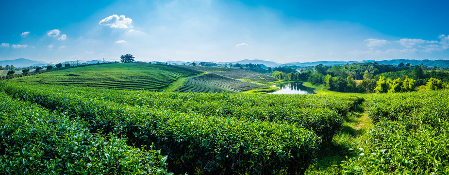 Landscape panorama view of tea plantation at at choui fong farm Chiang Rai, Thailand is Top tourist destinations and Landmark of Chiang Rai