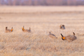 Greater Prairie Chicken taken in NW Minnesota