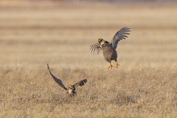 Greater Prairie Chicken taken in NW Minnesota