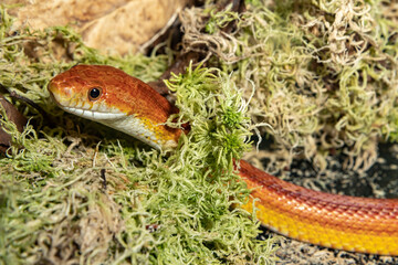 Maize runner. Spotted climbing runner. A red rat snake. Pantherophis guttatus.
