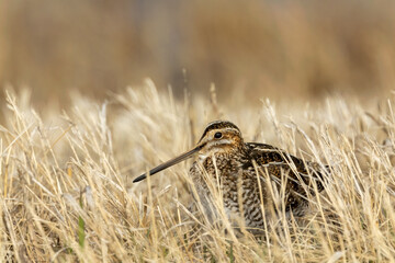 Wilson's Snipe taken in NW Minnesota