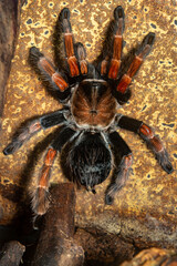 Bird-eating spider Brachypelma boehmei. close-up.