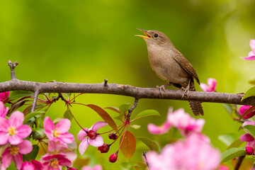House Wren taken in southern MN