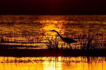 Great Blue Heron hunting at sunset taken in central MN