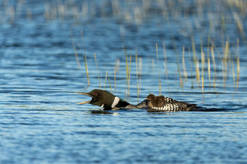 Common Loon adult male with chick on back calling taken in central MN