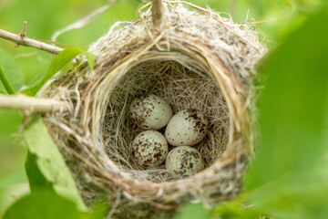 Yellow Warbler nest and eggs taken in central MN